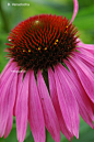 Equinácea purpúrea