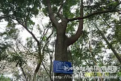 福州森林公园 带你熟悉我的家乡（一）——福州国家森林公园, 最深刻君音容旅游攻略