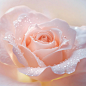 stewart778078_This_is_a_close-up_photo_of_a_rose_taken_with_a_m_0d5678f0-f00a-47db-ba86-12d3db10c810