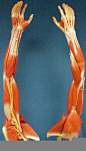 1140399501-userId-624-muscle_arms_medial_lateral