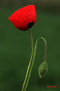 虞美人(学名：Papaver rhoeas)，又名丽春花、赛牡丹、满园春、仙女蒿、虞美人草，罂粟科罂粟属草本植物，花期夏季，花色有红、白、紫、蓝等颜色，浓艳华美。原产于欧亚温带大陆，在中国有大量栽培，现已引种至新西兰、澳大利亚和北美。