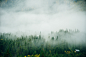 misty-landscape-with-spruce-forest-hipster-vintage-retro-style