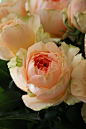 rose Malesherbes