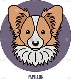 蝴蝶犬,注视镜头,分离着色,可爱的,白色,宠物,纯种犬,肖像,图像,狗