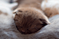 General 2560x1707 sleeping cat baby animals animals