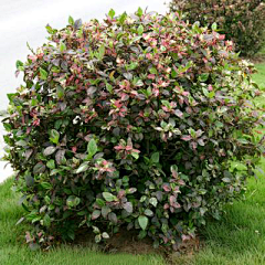 平——ANN采集到A景观设计——植物设计案例