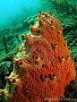 Boring sponges bore channels through shells and corals, major pest of Chesapeake Bay oysters.