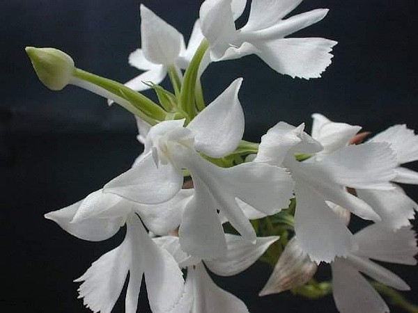 细花玉凤花被称为中国凤凰