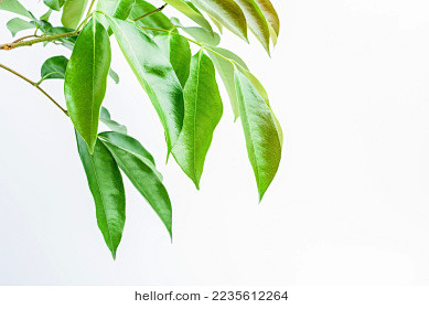 新鲜的荔枝树枝，树叶/荔枝海报背景素材