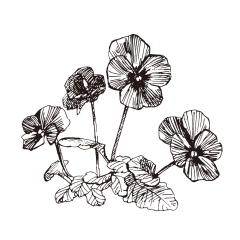 时扉゛采集到草草木木