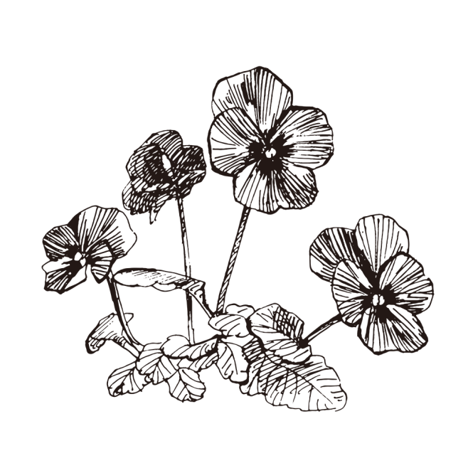 紫罗兰_PNG线稿素描手绘植物花水仙菊化...