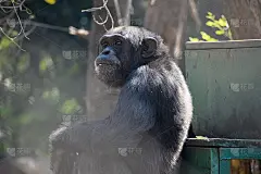 一张猴子在动物园后面感到孤独和悲伤的壁纸。
