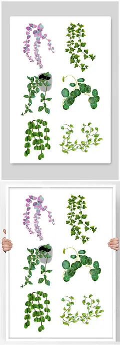 写实风藤条青藤植物树叶春季插画元素