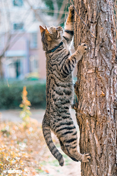 Origin丶折纸采集到猫