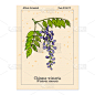 紫藤,洋葱花,生物学,自然,健康保健,季节,草本,药,环境