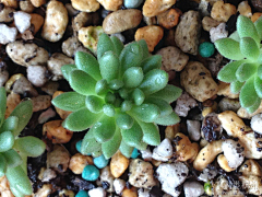 爱咬尾的二哈采集到しょくぶつ 植物