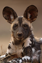 非洲野犬Wild dog puppy