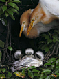feathersandbeaks:

Cattle Egret, Taiwan (by John&Fish 新書發表中)
