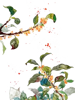 桂花插画PNG透明背景