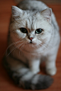 While she was beautiful british by Boborotenj

beautiful,british,cat