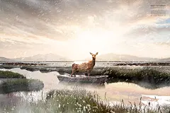 爱护环境保护企鹅野生动物公益广告宣传海报展板PSD广告设计素材