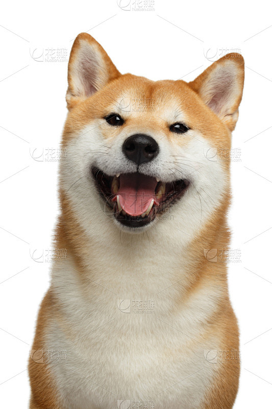 日本柴犬,狗,白色背景,红色,分离着色,...