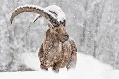阿尔卑斯山之王正在与暴风雪作斗争(卡普拉山羊)