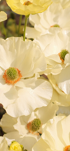 ▓无法歌唱采集到花朵植物