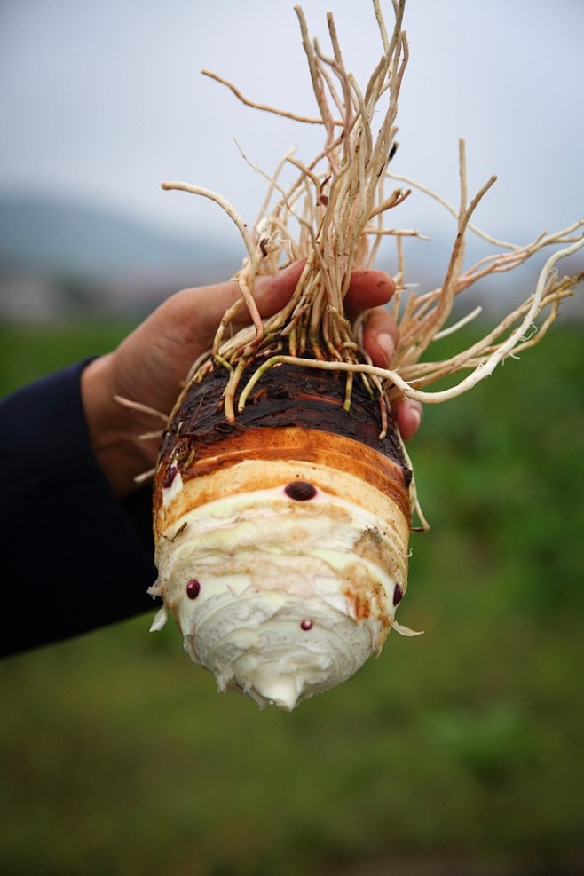 槟榔芋，即香芋，清朝年间为“大清贡品”。...