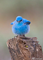 #萌物鉴定#这是山蓝鸲（Sialia currucoides），美国爱达荷州和内华达州的州鸟。山蓝鸲只有雄性是如此的亮蓝色，雌性颜色偏绿。冬天，它们会聚集成群。于是，看到三只蓝色的山蓝鸲一起飞并不难。