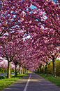 Cherry Tree In Full Bloom, Holzweg, Magdeburg, Germany   Flickr