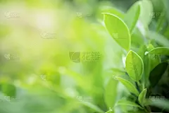近景的自然绿叶在模糊的绿色树木背景与阳光在公共花园公园。是景观生态，壁纸和背景的复制空间。