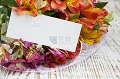 六出花,灯丝,印加人文明,自然,贺卡,留白,水平画幅,雄蕊,无人,色彩鲜艳
