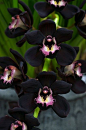 Black orchids: 