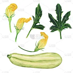 套西葫芦和花与叶孤立在白色的背景。水彩手绘插图。