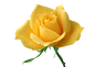 一朵黄色玫瑰花PSD