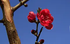 碧桃花高清花卉摄影图片电脑壁纸1920x1080