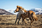 冰岛，野马 | 摄影师Bragi J. Ingibergsson - 生态摄影 - CNU视觉联盟