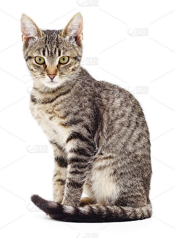 白底上的小猫