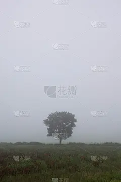 雾中的大树