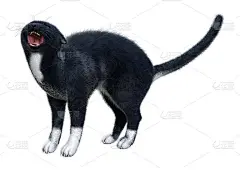 3D插图黑色家猫在白色
