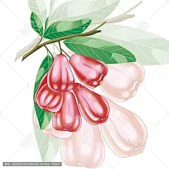 手绘莲雾包装插画