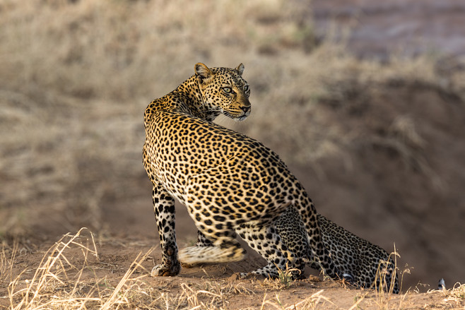 kenya again : safari...