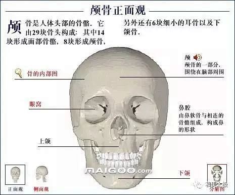 人体骨骼图人体骨骼结构图人体骨骼解剖图