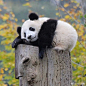 熊猫  题材来源于微博