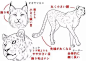 【干货】画虎不成反类猫？猫科动物脸部的画法与差异！