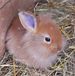 拉维特婴儿可爱的干草