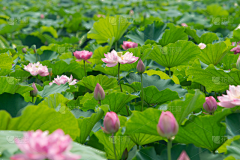 廿晖君采集到花朵