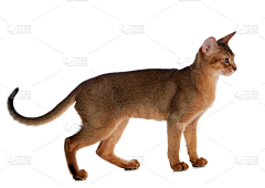 还是太全面了采集到猫狗