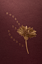 Homepage :